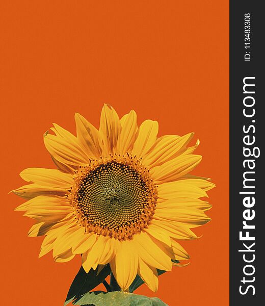 SINGLE YELLOW SUNFLOWER ISOLATED ON ORANGE BACKGROUND. SINGLE YELLOW SUNFLOWER ISOLATED ON ORANGE BACKGROUND