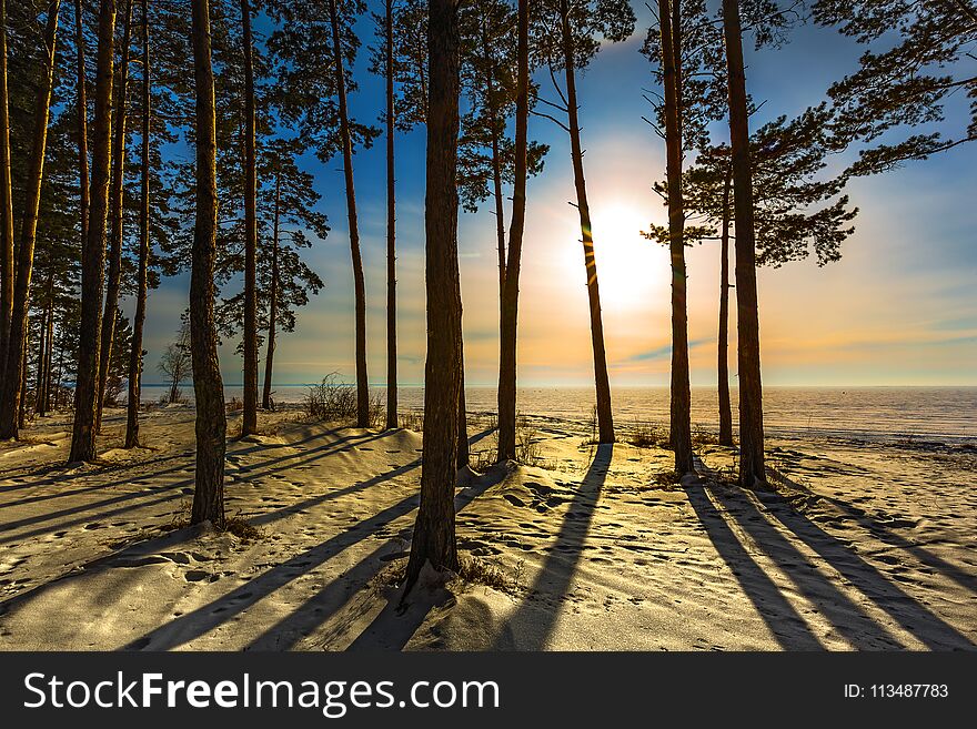 Silhouettes of pines on the coast of the Ob reservoir in the rays of the winter setting sun. Ob river, Novosibirsk region, Western Siberia, Russia. Silhouettes of pines on the coast of the Ob reservoir in the rays of the winter setting sun. Ob river, Novosibirsk region, Western Siberia, Russia