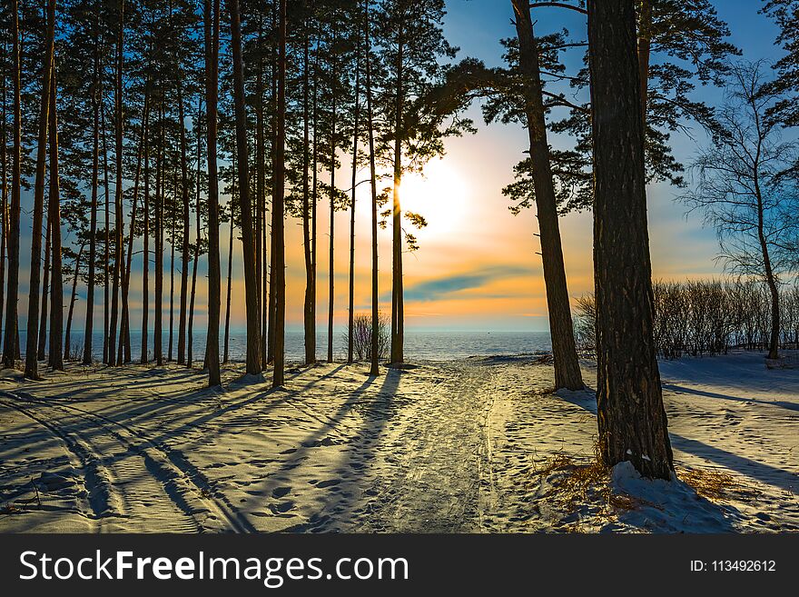 Pine Trees In The Sunset. Western Siberia, Russia