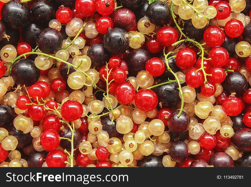 Ripe currant is scattered as a background