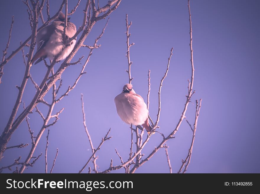 Hungry waxwing birds sitting on frosted tree branches, filtered. Hungry waxwing birds sitting on frosted tree branches, filtered.