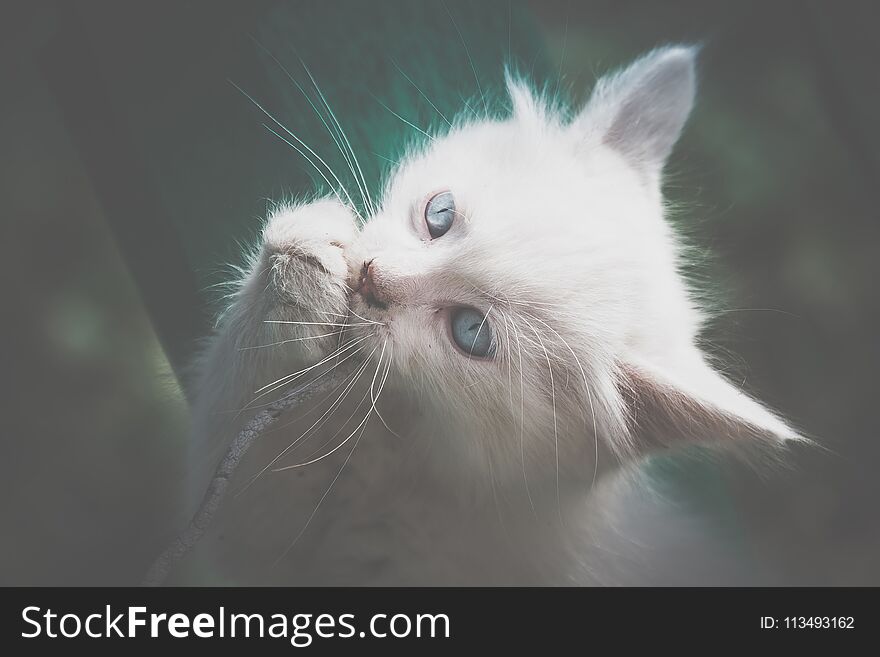 Cute white kitten with blue eyes plays with old cord outdoor. Cute white kitten with blue eyes plays with old cord outdoor.