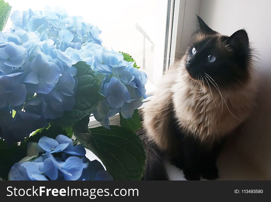 Beautiful cat and blue flowers. Pet