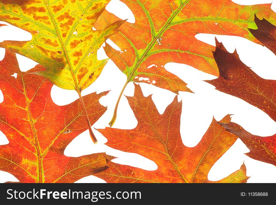 Fall leaves on white background