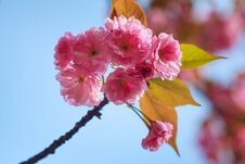 Close-up Of Cherry Blossom Or Sakura Flower In Springtime. Beautiful Pink Flowers. Stock Photo Close-up Of Cherry Blossom Or Sakura Flower In Springtime. Beautiful Pink Flowers. Stock Photo