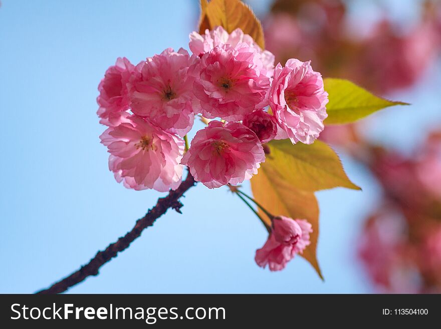 Close-up of Cherry Blossom or Sakura flower in springtime. Beautiful Pink Flowers.