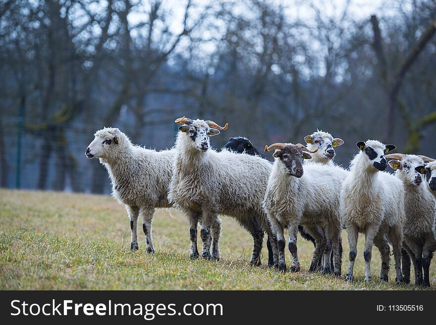 A sheep herd on a spring meadow close up