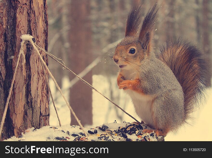 Red squirrel sits on the feeder