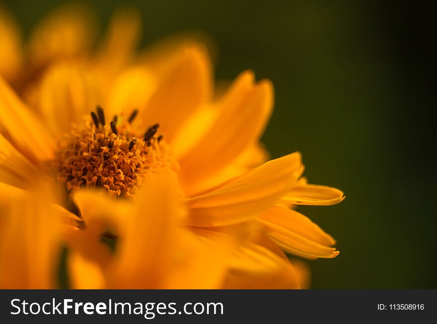 bouquet of bright yellow flowers Heliopsis helianthoides