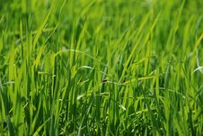Red Ladybirds On Background Fresh Juicy Green Grass Royalty Free Stock Photo