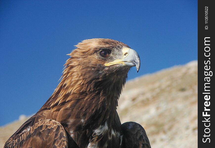 Eagle in the Mongolian steppe. Blue sky. Sharp eye.