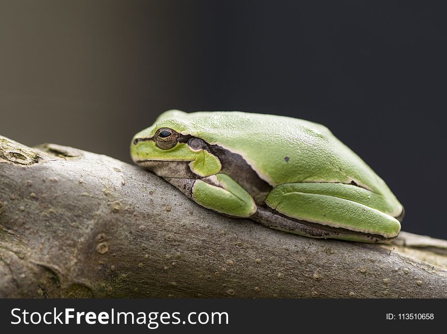 Tropical Green Tree Frog On A Fig Branch In Front Of Dark Background Side View Point