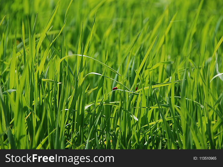 Red ladybirds on background fresh juicy green grass, on a sunny summer day