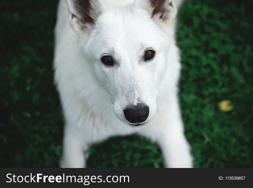 Photography Of A White Dog