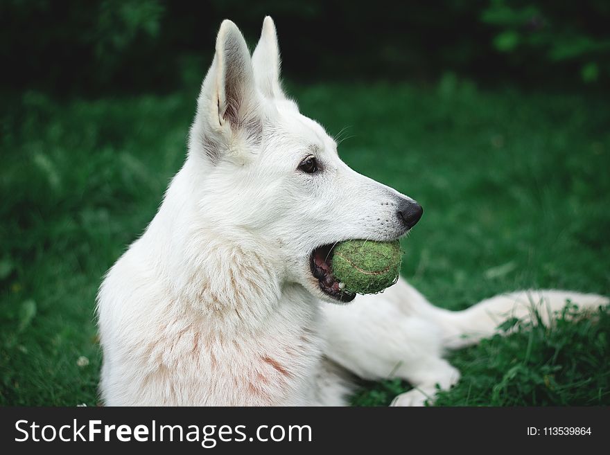 Photography of a Dog Biting Green Tennis Ball