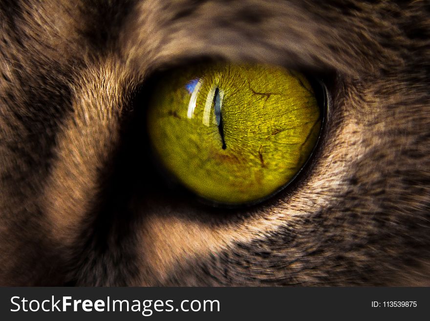 Macro Photography Of Green Cat&x27;s Eye