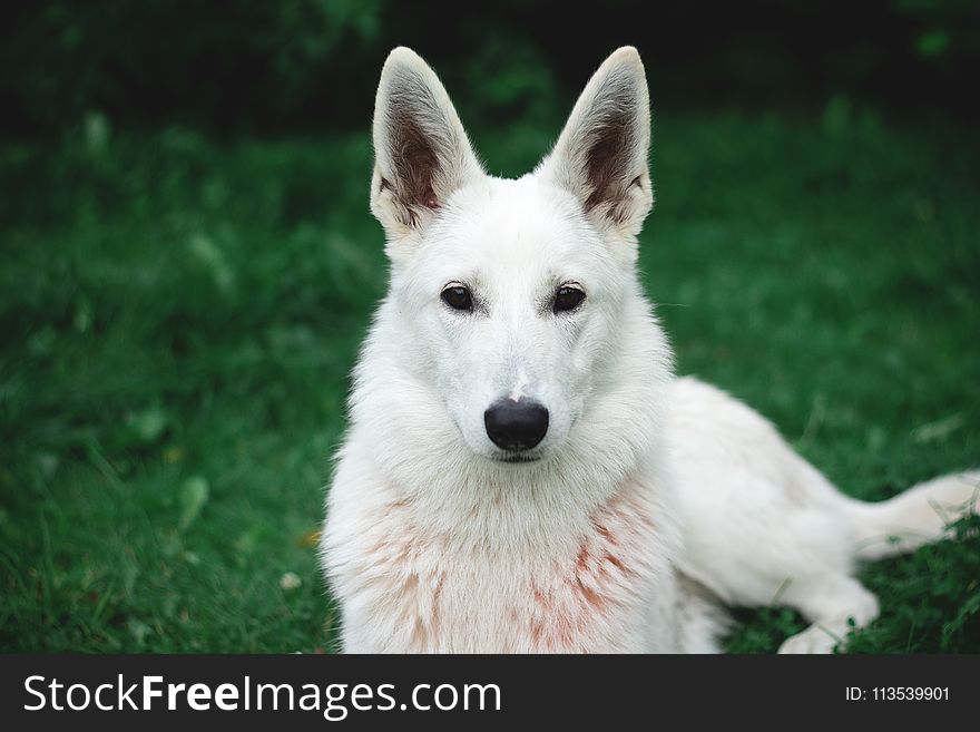 Photo of White German Shepherd