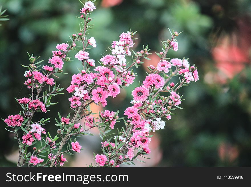 Selective Focus Photography Of Pink Petaled Flowers