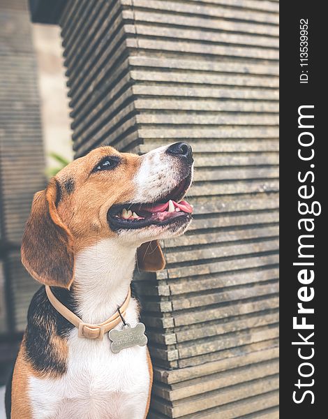 Adult Black, Brown, And White Beagle