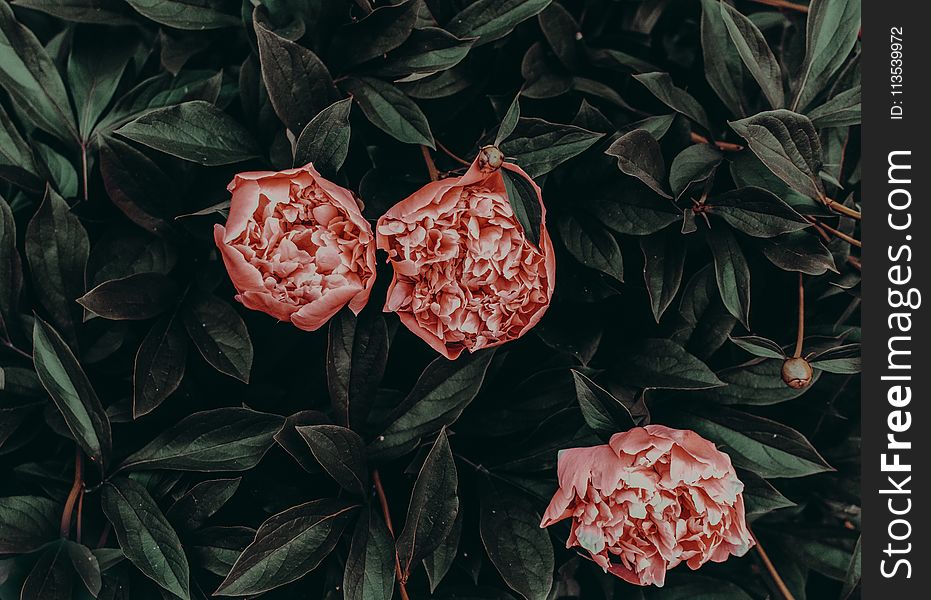 Pink Flowers With Green Leaves