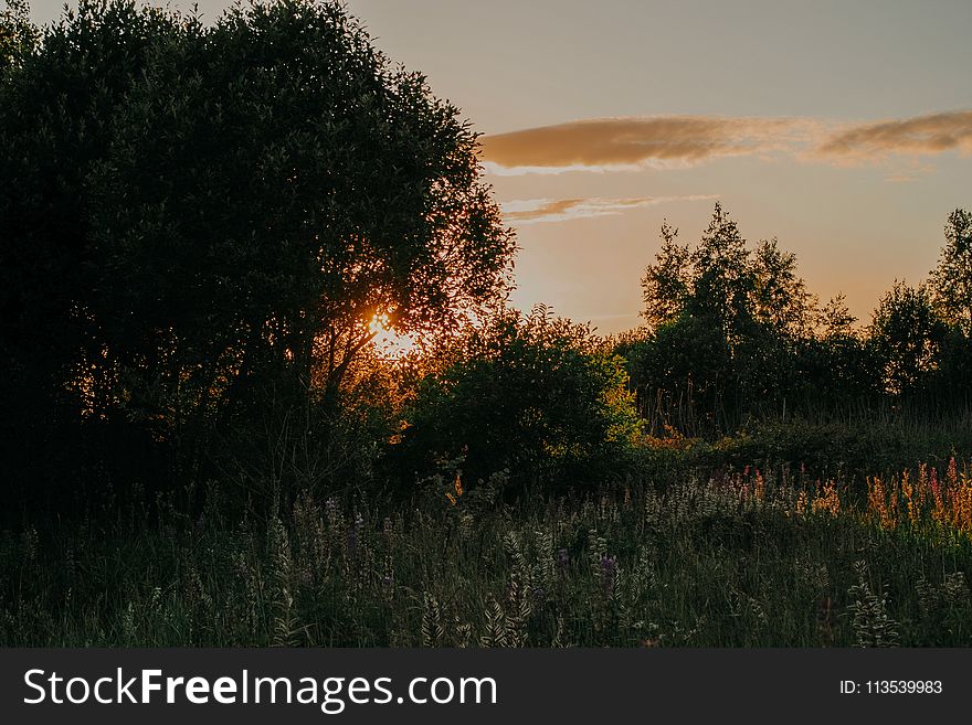 Grass Field And Trees During Sunset