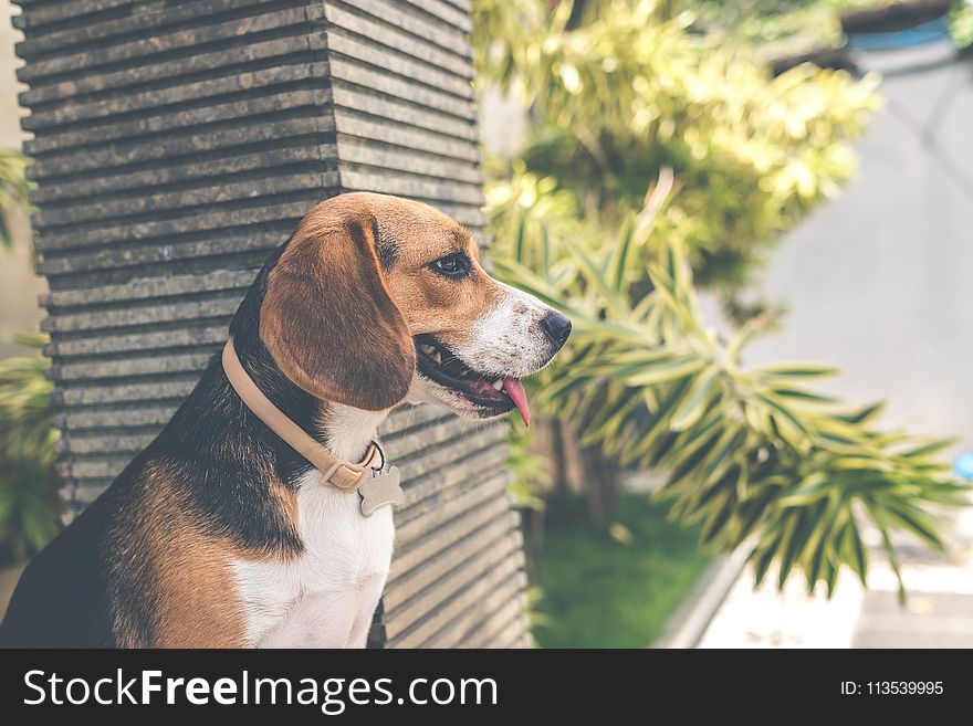 Adult Black, White, And Brown Beagle