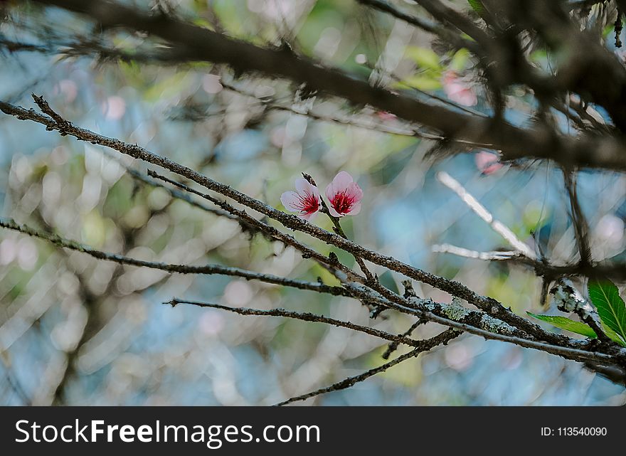 Photo of Pink Magnolia Flowers