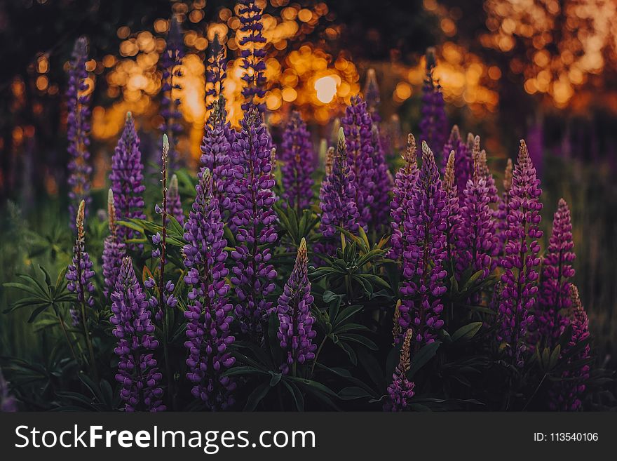 Shallow Focus Photo of Lupines
