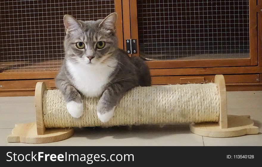 Photography Of Gray Tabby Cat