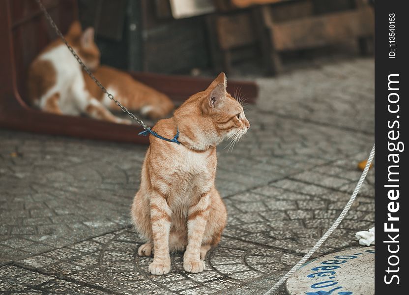 Photography of Orange Tabby Cat