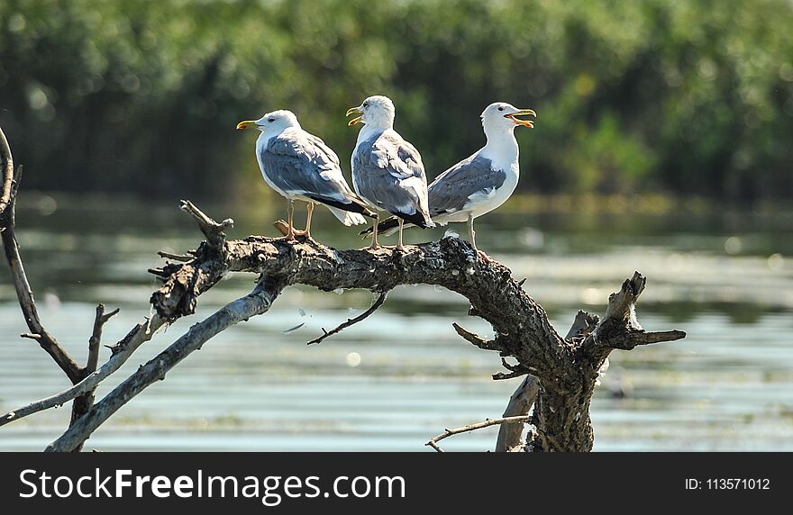 Several gulls are sitting on an old root. Danube delta in Romania.Lake view with birds. A seagull is standing on a floating piece