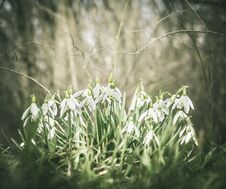 Beautiful First Spring Snowdrops The Forest Or Park, Space For Text Stock Photo