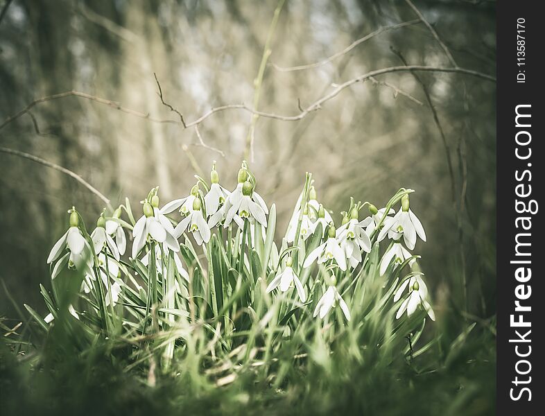 Beautiful first spring snowdrops in the forest or park, space for text