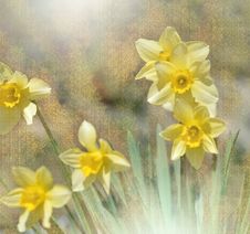 Beautiful Macro Shot Of Magic Flowers. Border Art Design. Magic Light. Easter Flowers Lily Daffodil.Conceptual Image. Royalty Free Stock Images Beautiful Macro Shot Of Magic Flowers. Border Art Design. Magic Light. Easter Flowers Lily Daffodil.Conceptual Image. Royalty Free Stock Images