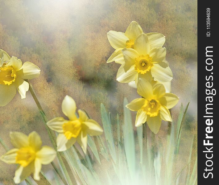 Beautiful macro shot of magic flowers. Border art design. Magic light. Easter flowers lily daffodil.Conceptual image.