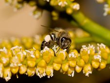 Bee With Pollen Royalty Free Stock Image Bee With Pollen Royalty Free Stock Image