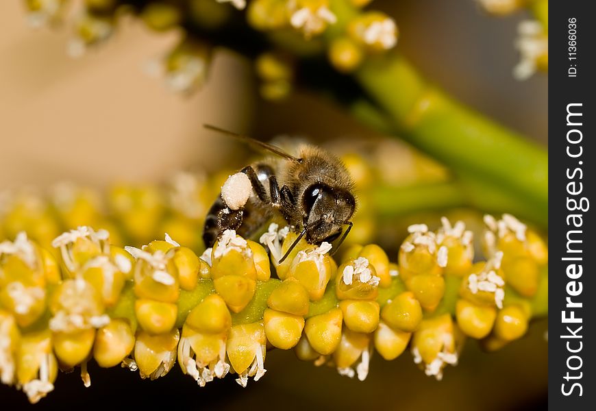 Bee with Pollen on Wild Flower