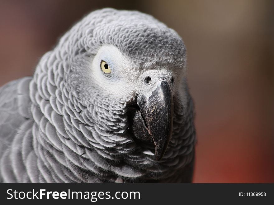 African Grey Parrot