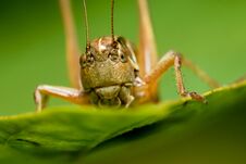 The Grasshopper Sits On The Plant . Royalty Free Stock Image