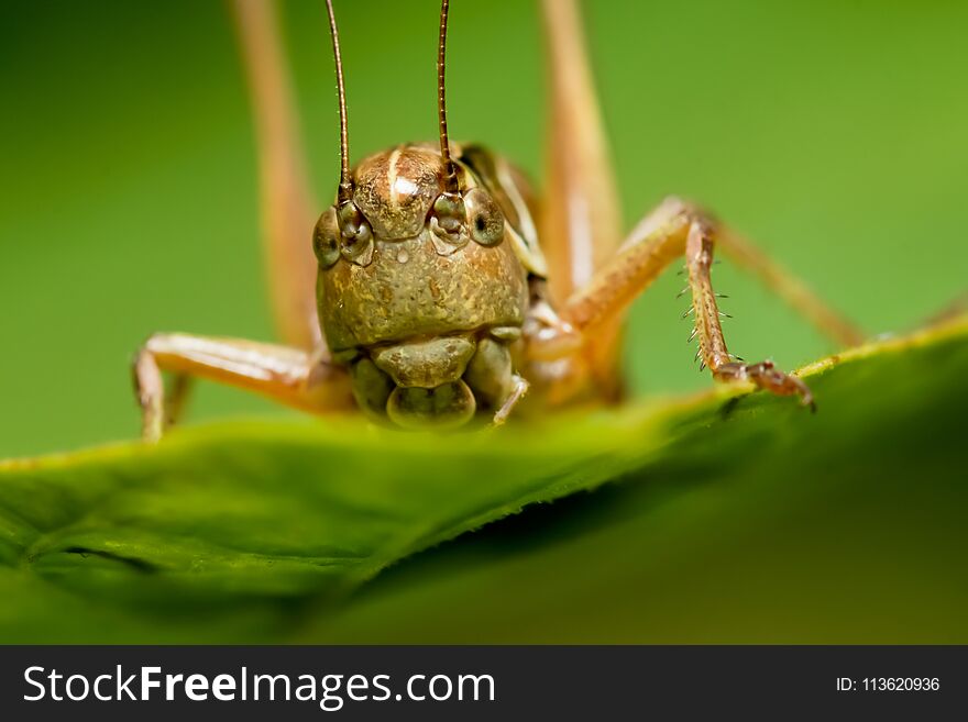 The grasshopper sits on the plant .Grasshopper eating on a plant eating a leaf.