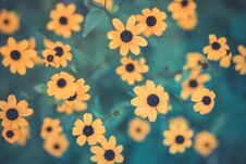 Summer Flowers Banner. Yellow Flowers Under Sunlight, Happy Moody Blooming Close-up Stock Photo