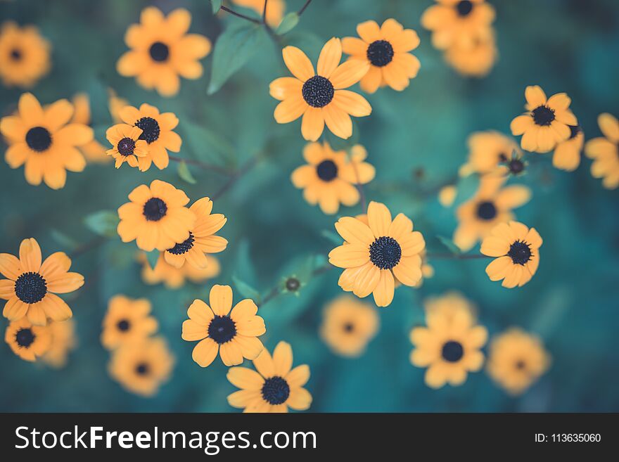 Summer flowers banner. Yellow flowers under sunlight, happy moody blooming close-up