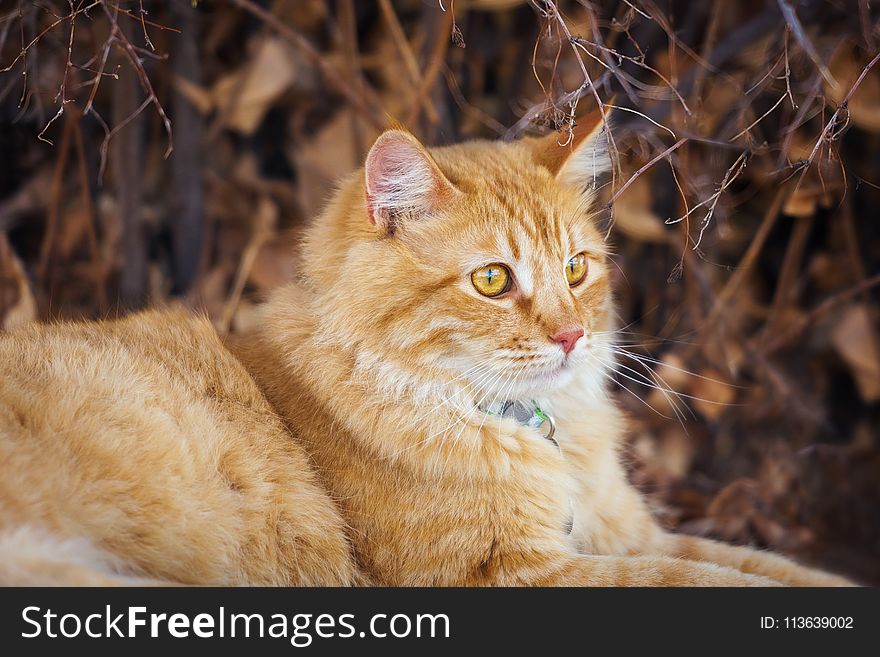 Cat, Whiskers, Fauna, Mammal
