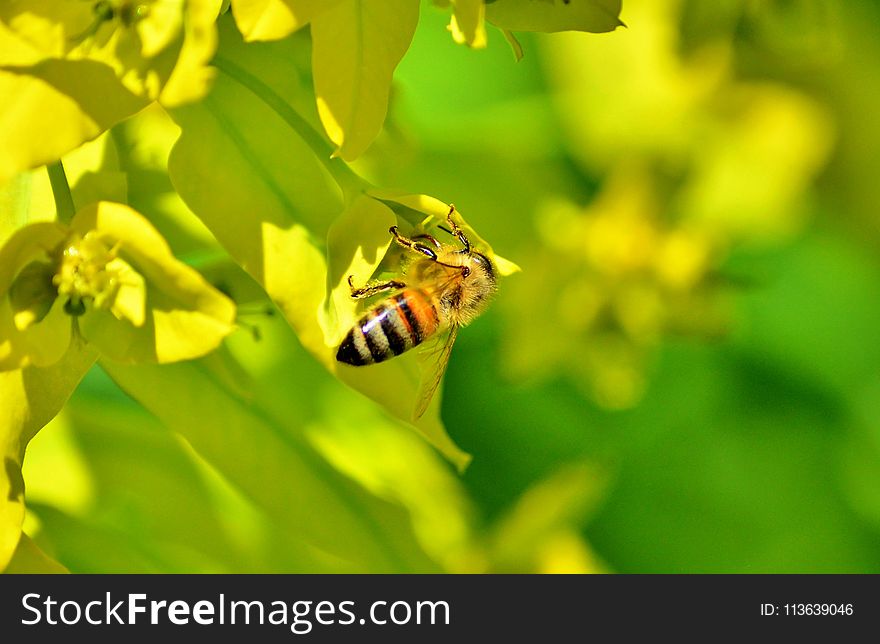 Insect, Yellow, Honey Bee, Bee