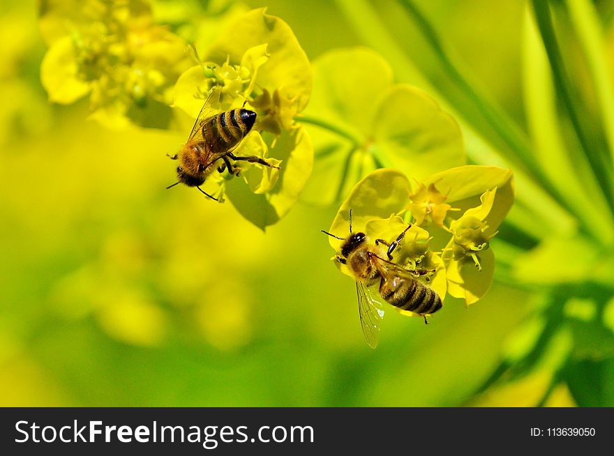 Honey Bee, Insect, Bee, Yellow