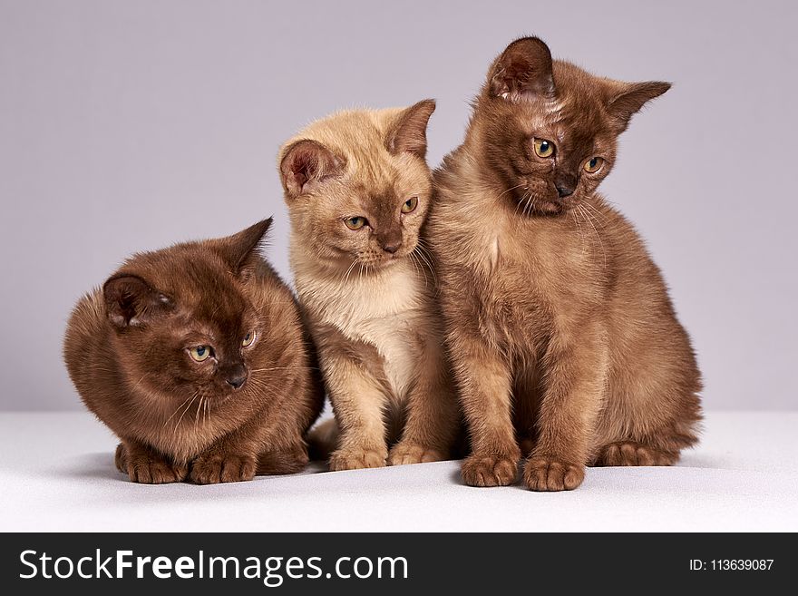Cat, Burmese, Mammal, Small To Medium Sized Cats