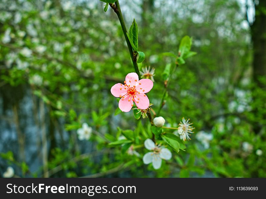 Flora, Plant, Flower, Vegetation