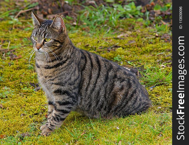 Cat, Dragon Li, Tabby Cat, Whiskers