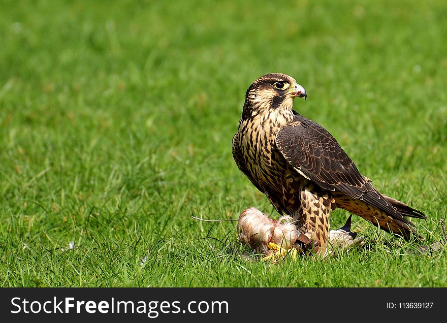 Bird, Ecosystem, Fauna, Bird Of Prey