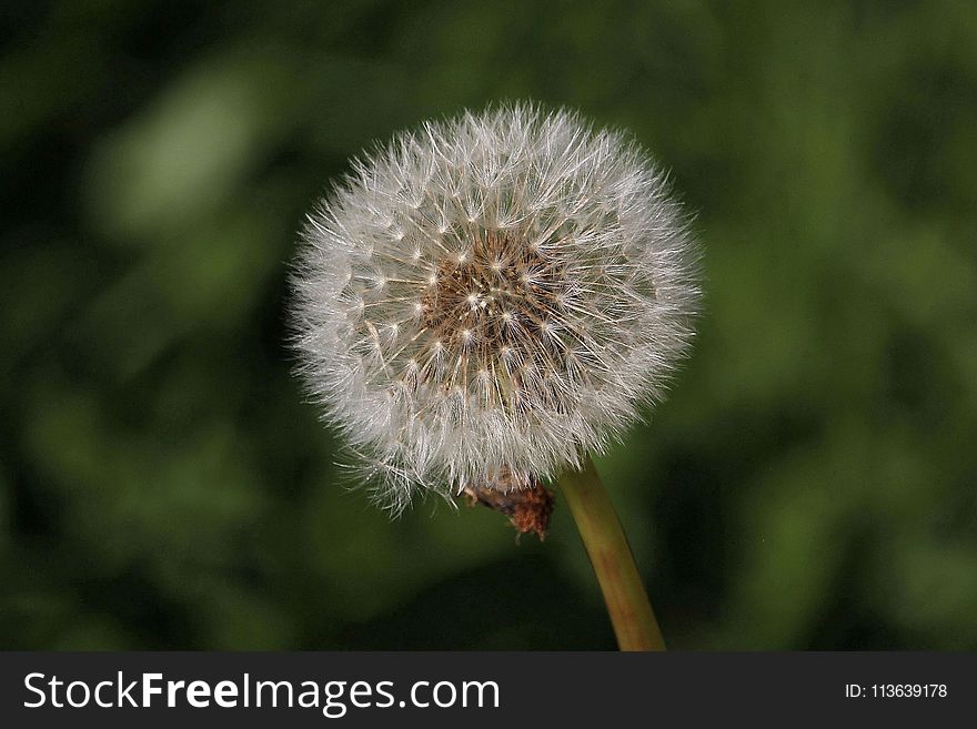 Flower, Flora, Dandelion, Plant